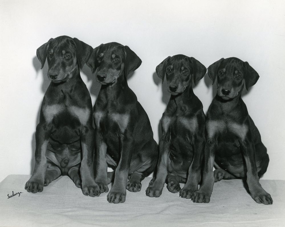 Dobermans, Then and Now